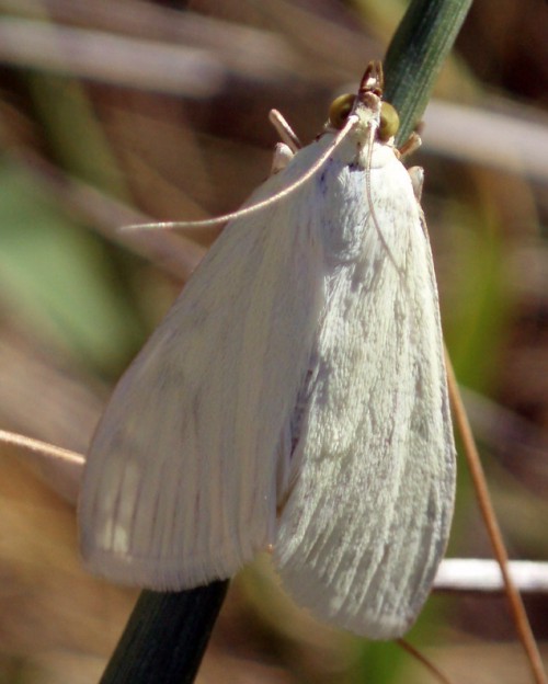 Spagna: La regione  de Monegros, paradiso entomologico